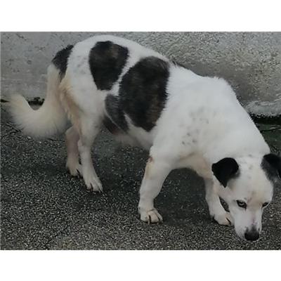 Comune di CAIVANO - cane - Microchip 380260080044866