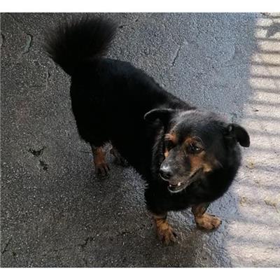 Comune di CAIVANO - cane - Microchip 380260080102447