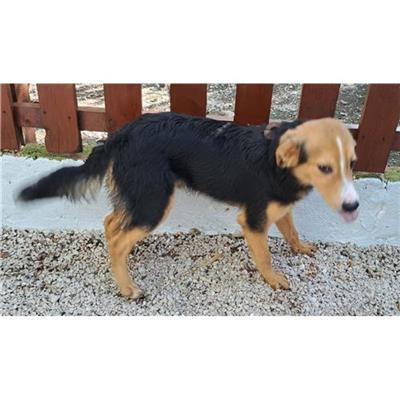 Comune di CAIVANO - cane - Microchip 380260160686947