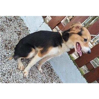 Comune di CAIVANO - cane - Microchip 380260160686941