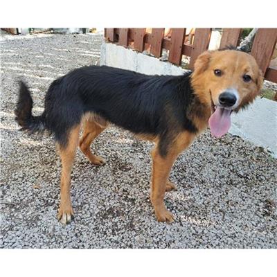 Comune di CAIVANO -  - Microchip 380260160686948