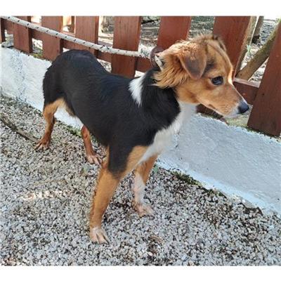 Comune di CAIVANO -  - Microchip 380260160685170