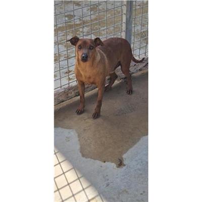 Comune di FRATTAMAGGIORE - cane - Microchip 380260160685162