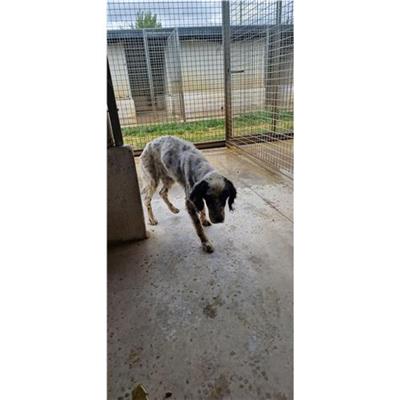 Comune di POZZUOLI - cane - Microchip 380260160692060