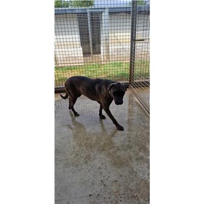 Comune di POZZUOLI - cane - Microchip 380260043924111