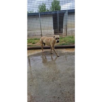 Comune di POZZUOLI - cane - Microchip 380260043924237