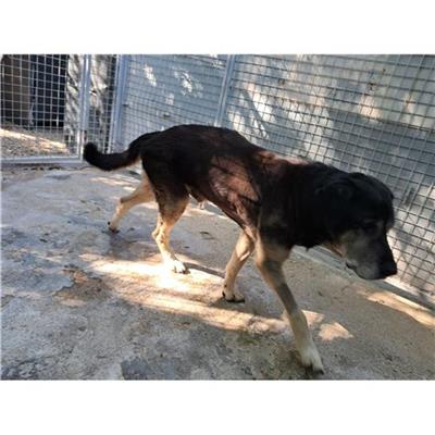 Comune di QUALIANO -  - Microchip 380260160689976