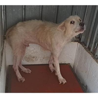 Comune di ERCOLANO - cane - Microchip 380260044880379