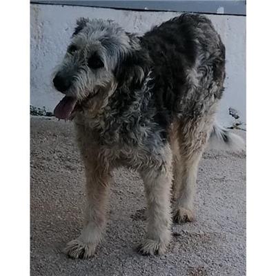 Comune di QUALIANO - cane - Microchip 380260042742526