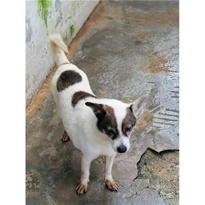 Comune di CAIVANO - cane - Microchip 380260043927382